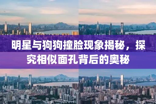 明星與狗狗撞臉現象揭秘，探究相似面孔背后的奧秘