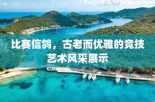 比賽信鴿，古老而優雅的競技藝術風采展示