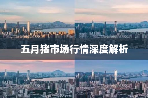 五月豬市場行情深度解析