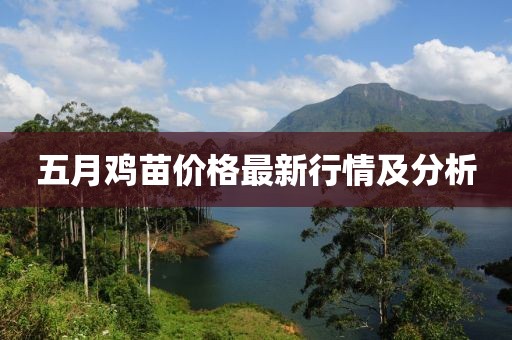 五月雞苗價格最新行情及分析