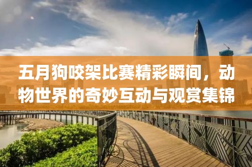五月狗咬架比賽精彩瞬間，動(dòng)物世界的奇妙互動(dòng)與觀賞集錦
