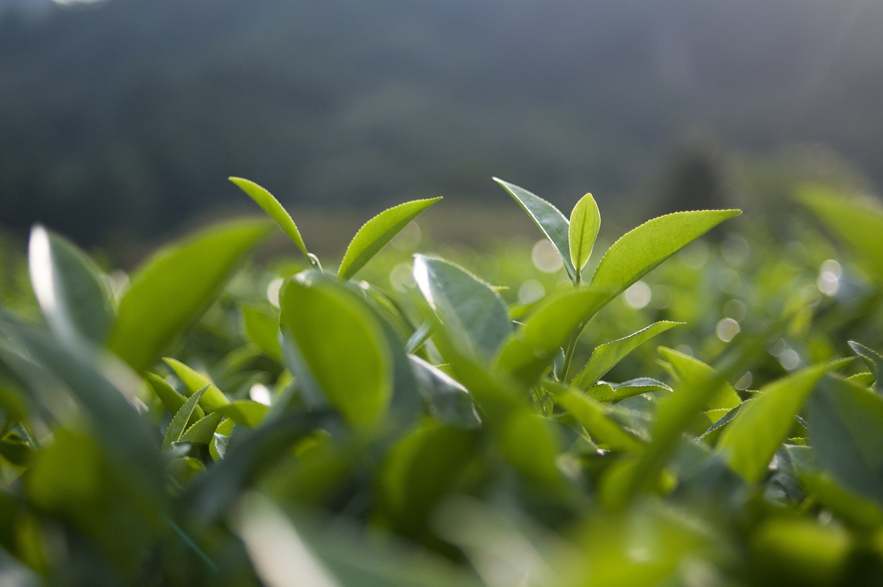 最新十公分桂花樹價格分析，聚焦桂花樹價值