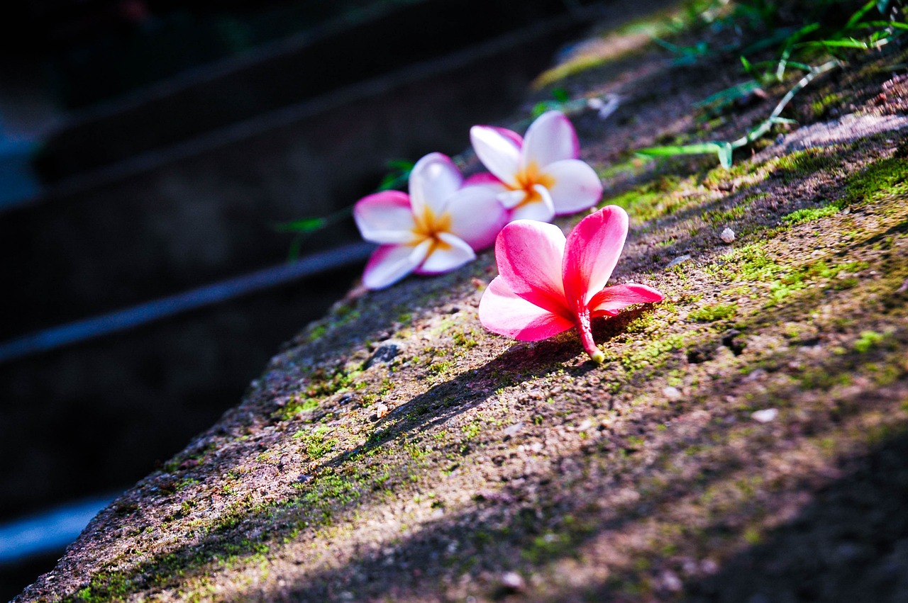 花間高手，奇幻世界的探索之旅最新章節(jié)