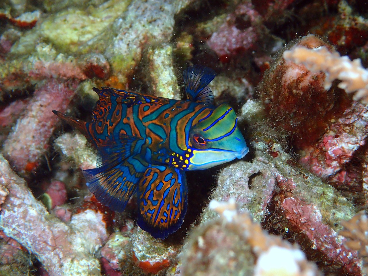 桂魚養(yǎng)殖最新技術及其應用概覽